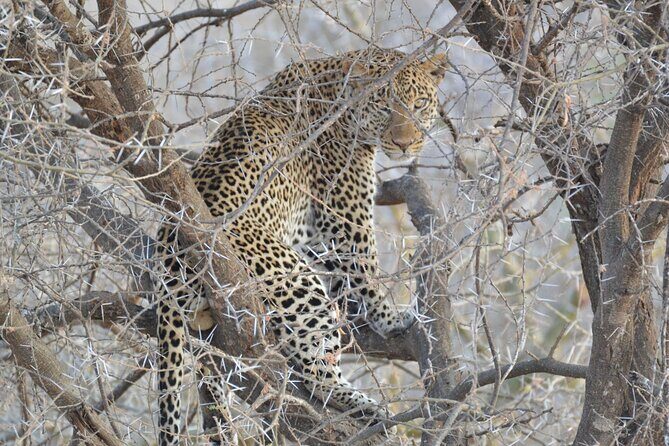4 Days Serengeti Heritage Safari - Final Thoughts: Is This Safari Right for You?