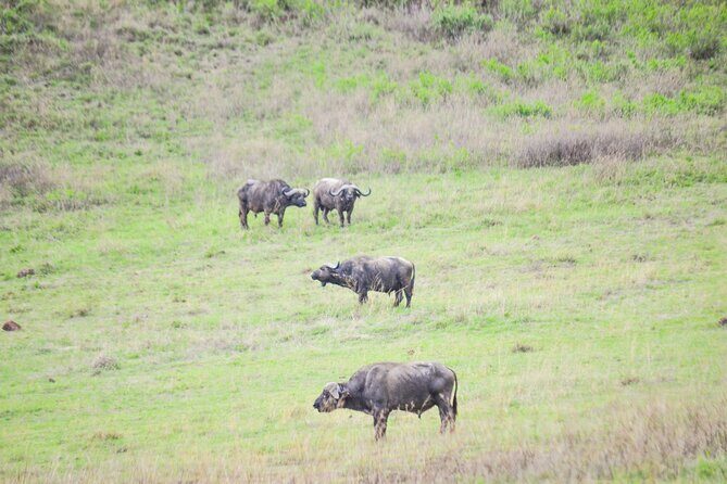 4 days serengeti & ngorongoro mid range tour - The Itinerary Unpacked
