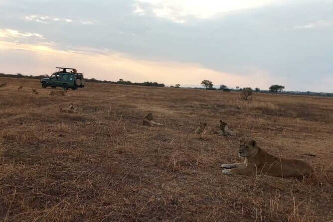 4 Days-SERENGETI SAFARI EXPERENCE START FROM ARUSHA - The Sum Up: Is This Safari Right for You?