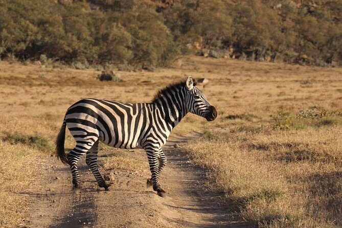4 Days Small Group Maasai Mara and Lake Nakuru Safari - An In-Depth Look at the Safari Experience