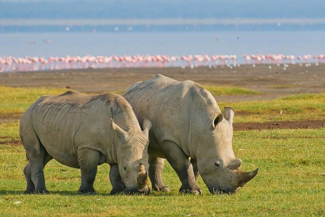 4 Days Small Group Maasai Mara and Lake Nakuru Safari - The Sum Up