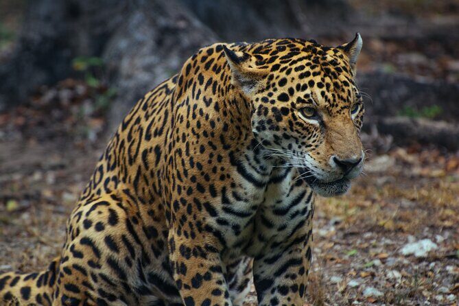4 Days Tanzania Budget Group Join Safari- Serengeti & Ngorongoro - Key Points