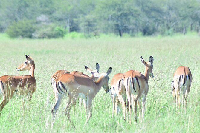 4 Days Tanzania Budget Group Join Safari- Serengeti & Ngorongoro - Who Is This Safari Best For?