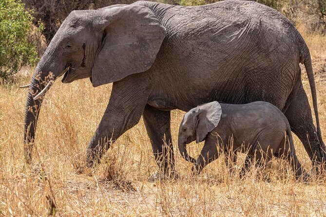 4 Days Tanzania Budget Safari - Discover the Magic of Tanzania on a 4-Day Budget Safari