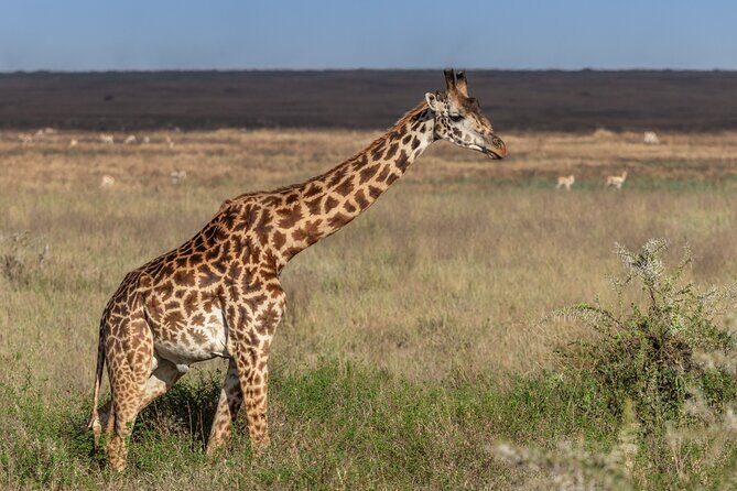 4 Days Tanzania Budget Safari - Key Points