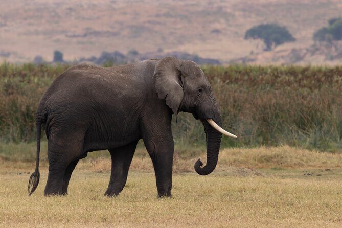 4 Days Tanzania Budget Safari - What to Keep in Mind