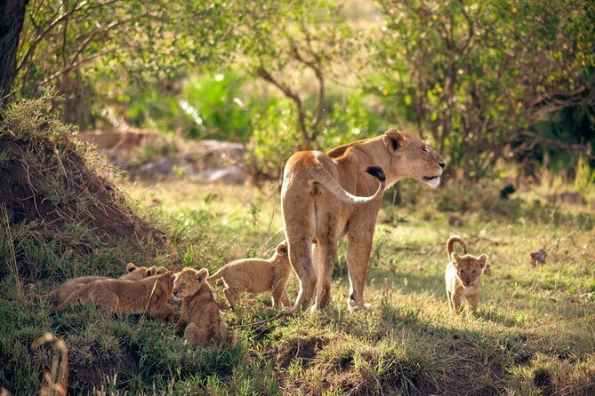 4 Days Tanzania Budget Safari - What Makes This Safari Stand Out
