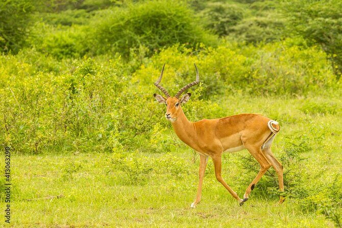 4 days Tanzania Camping Safari - The Sum Up: Is This Safari Right for You?