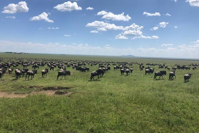 4 Days Tanzania Camping Safari - What’s Included and What’s Not?