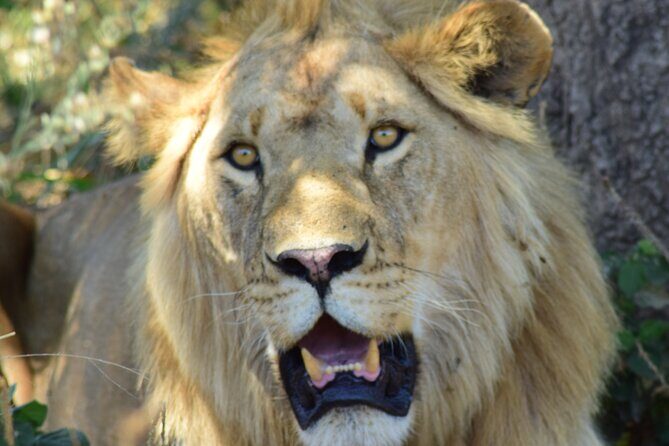 4 Days Tanzania Group Joining Safari with Mid-range Accommodation - Starting Point: Arusha