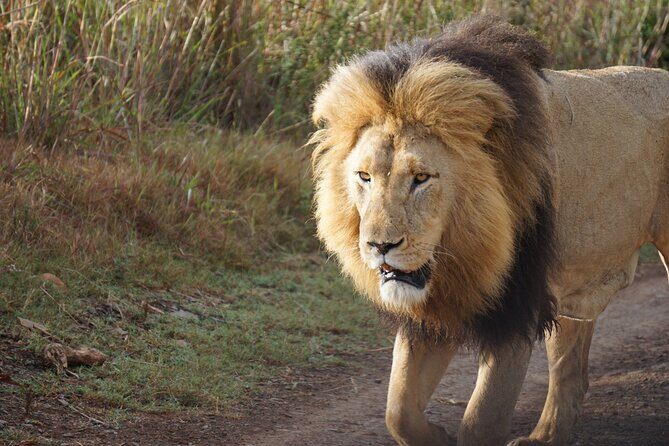 4 Days Tanzania Group Joining Safari with Mid-range Accommodation - Day 3: Serengeti & Ngorongoro Crater