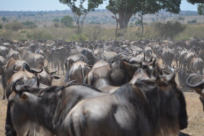 4 Days Tanzania Lodge Safari With Two Nights at Serengeti - An Honest Look at the Safari Experience