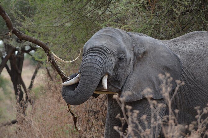 4 Days Tanzania Lodge Safari With Two Nights at Serengeti - Who Should Consider This Experience?