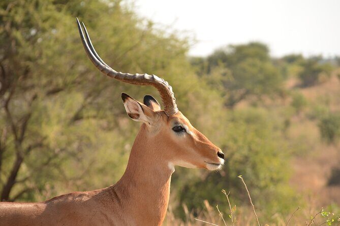 4 Days Tanzania Lodge Safari With Two Nights at Serengeti - Final Thoughts