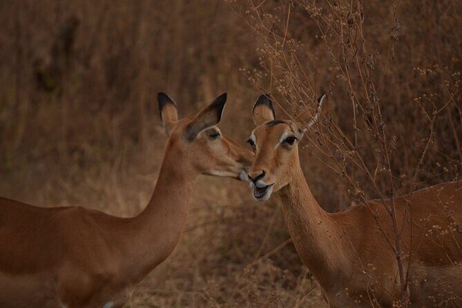 4 Days Tanzania Lodge Safari With Two Nights at Serengeti - FAQs