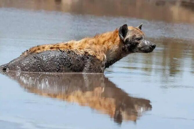 4 Days Tanzania National Parks Private Safari from Zanzibar - Practical Aspects That Make or Break Your Trip
