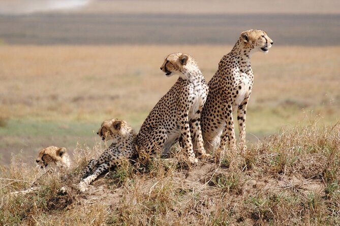 4 Days Tanzania National Parks Private Safari from Zanzibar - Is This Tour Worth It?