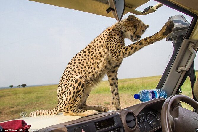 4 Days Tanzania National Parks Private Safari from Zanzibar - Who Should Consider This Safari?