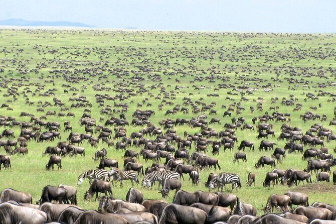 4 Days Tanzania National Parks Private Safari from Zanzibar - FAQ