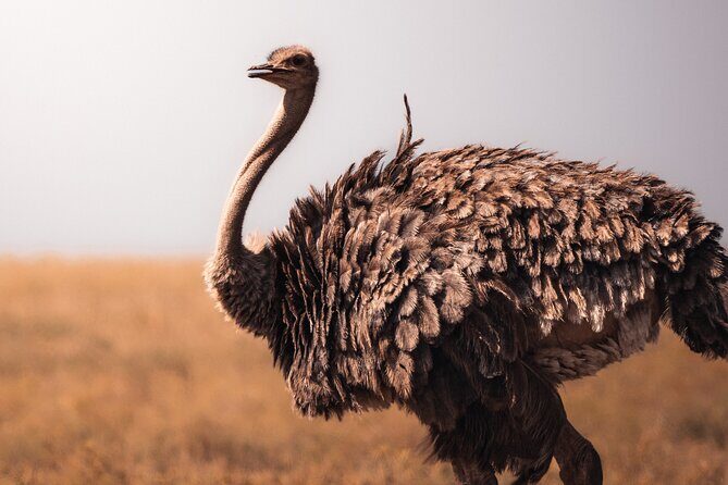 4 Days Tanzania Private Lodge Safari - Who Should Consider This Tour?