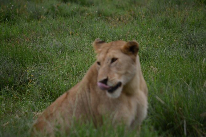 4 Days Tanzania Private safari to Serengeti ,ngorongoro crater and Tarangire - The Sum Up: Is This Safari for You?