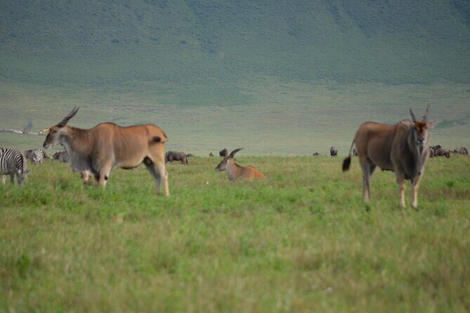 4 Days Tanzania Private safari to Serengeti ,ngorongoro crater and Tarangire - FAQ