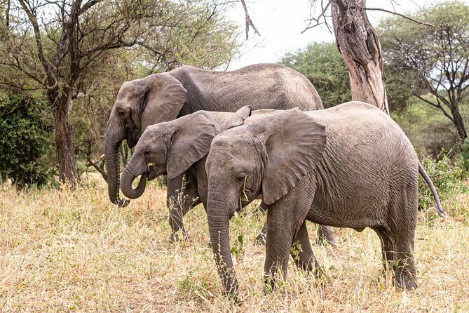 4 Days Tanzania Safari - The Sum Up