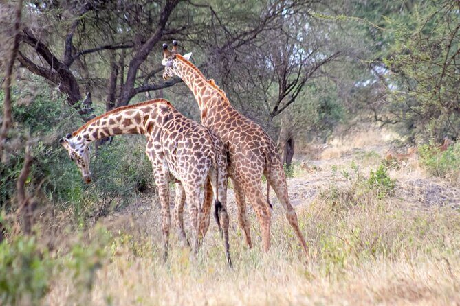 4 Days Tanzania Safari - FAQs