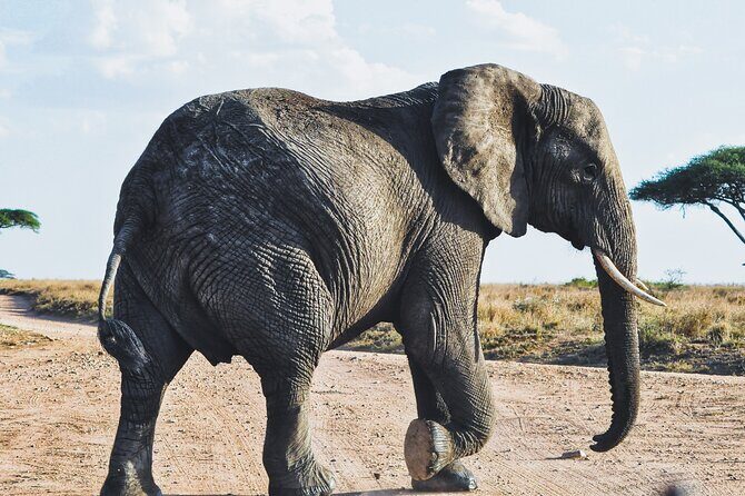 4 Days Tanzania Safari - Final Thoughts: Who Will Love This Safari?