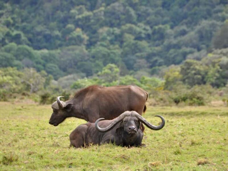 4 Days Tanzania Safari - Key Points