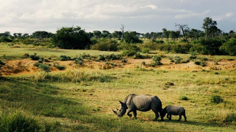 4 Days Tanzania Safari - How the Itinerary Works and Why It Matters
