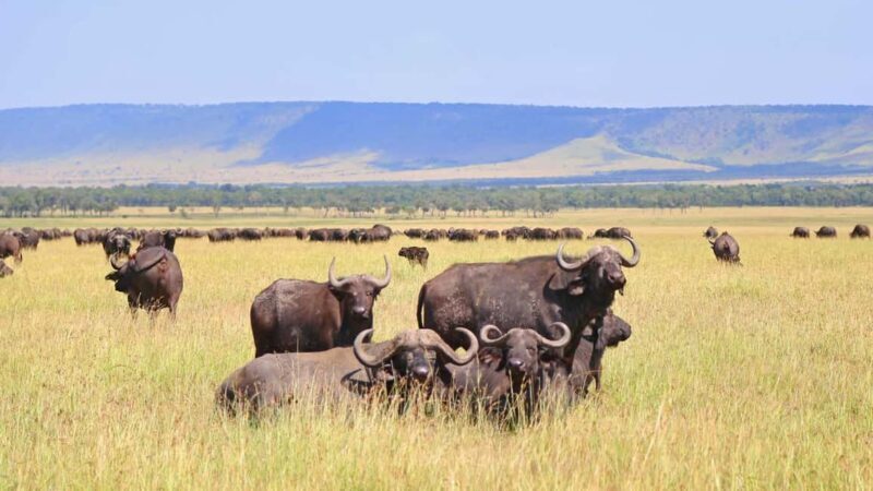 4 Days Tanzania Safari - Who Should Consider This Tour?