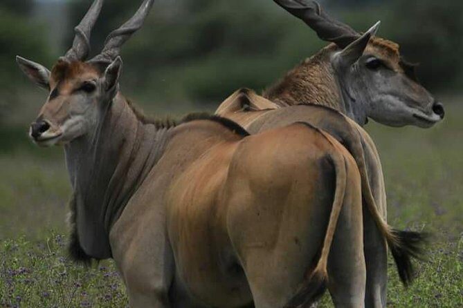 4 Days Tanzania Safari - Authentic Experiences and Reviews: What Travelers Say