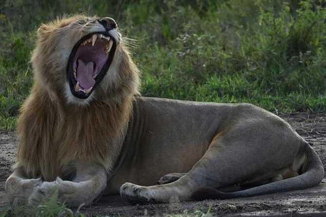 4 Days Tanzania Safari - The Sum Up: Who Will Love This Safari?