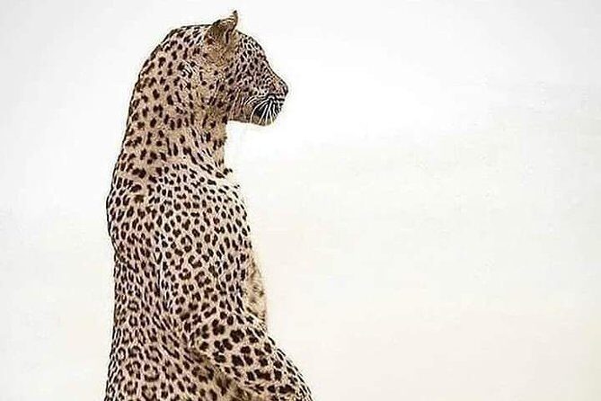 4 Days Tanzania Safari - FAQ