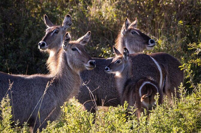 4 Days Tanzania Safari Experience - An In-Depth Look at the Itinerary and Experience