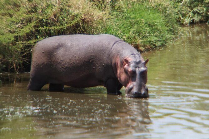 4 Days Tanzania Safari Experience - Practical Tips for Travelers