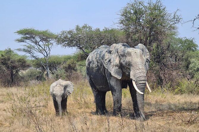 4 Days Tanzania Safari Experience - Who Would Love This Safari?