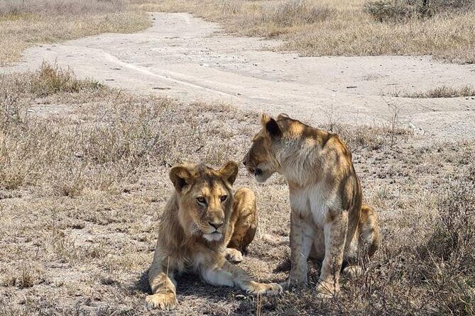 4 Days Tanzania Safari Experience - FAQ