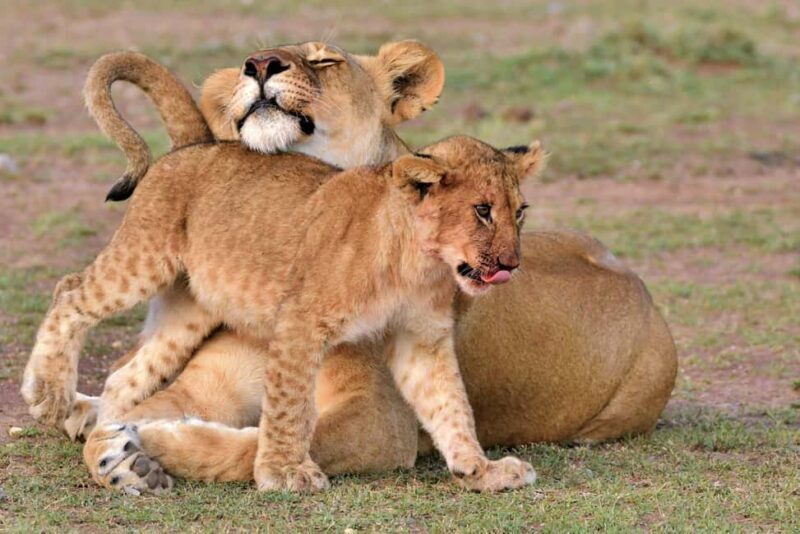 4 Days Tarangire and Serengeti Wildlife Budget Safari - An Overview of the Itinerary: What to Expect