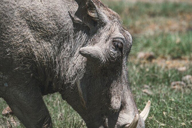 4 Days Tarangire, Serengeti and Ngorongoro Crater Camping Safari - Introduction: The Real Deal on a 4-Day Tanzanian Safari