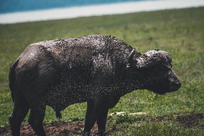 4 Days Tarangire, Serengeti and Ngorongoro Crater Camping Safari - The Sum Up: Who Will Love This Safari?