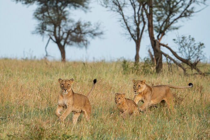 4 Days Tarangire, Serengeti and Ngorongoro Mid-Range Group Safari - Key Points