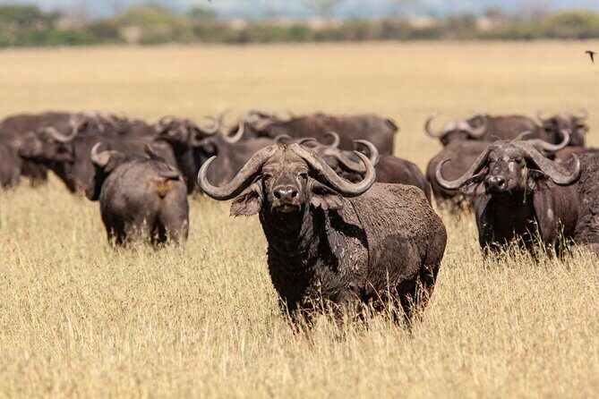 4 Days Tarangire, Serengeti and Ngorongoro Mid-Range Group Safari - Transport & Accommodation: Comfort in the Wilderness