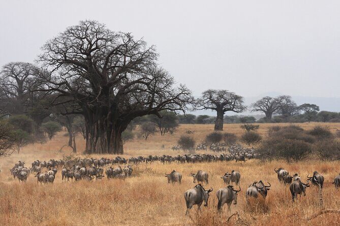 4 Days Tarangire, Serengeti and Ngorongoro Mid-Range Group Safari - Pricing & Value: What You’re Really Getting