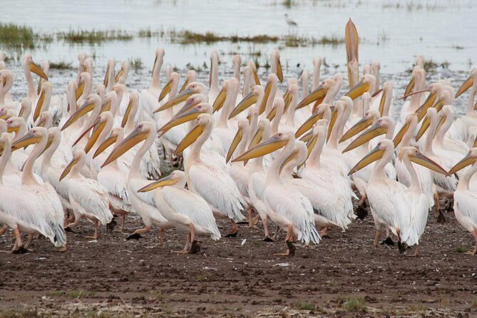 4 Days Tarangire Serengeti Ngorongoro Crater - Who Is This Safari Best For?
