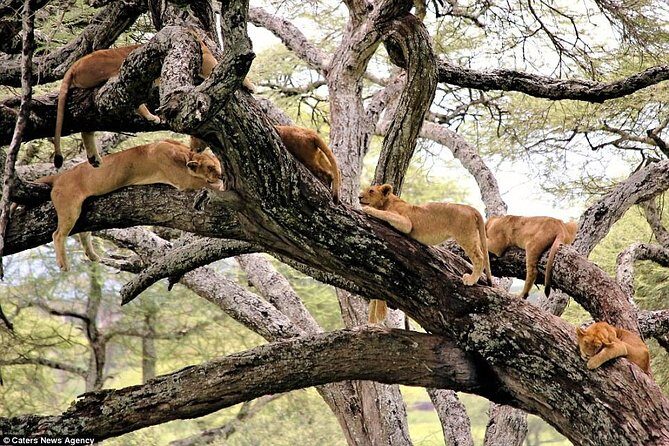 4 Days Tarangire Serengeti Ngorongoro Crater - FAQ