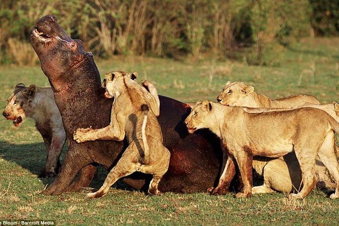 4 Days Tarangire Serengeti Ngorongoro Crater - Final Thoughts