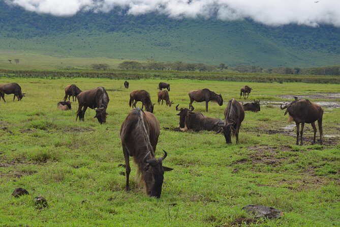 4 Days Tarangire ,Serengeti &Ngorongoro crater group Tour - Final Thoughts