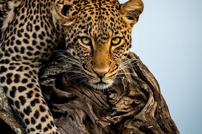 4 Days Tarangire, Serengeti & Ngorongoro Crater Joining Group - Transportation, Group Size, and Practicalities